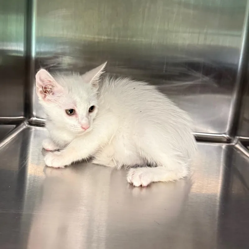 A baby small-sized male White American Shorthair cat named River for adoption in Hamilton, GA