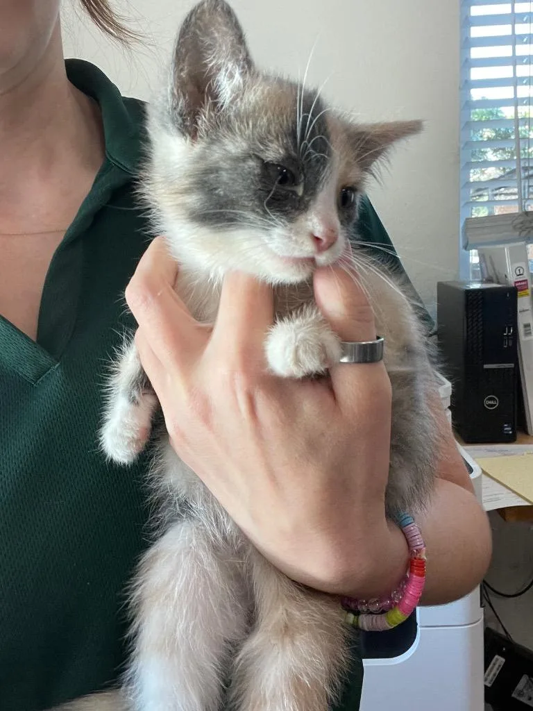 A baby medium-sized female Domestic Medium Hair cat named Dmh Dilute Calico for adoption in Chico, CA
