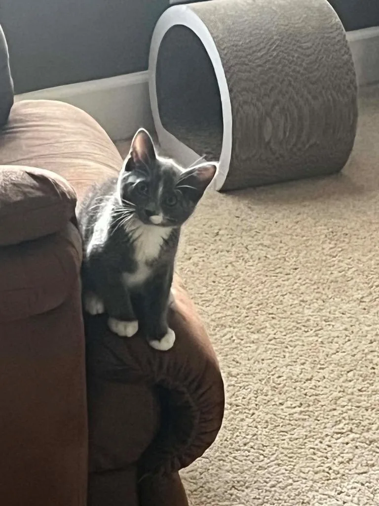 A baby small-sized female Domestic Short Hair cat named Carli for adoption in Orlando, FL