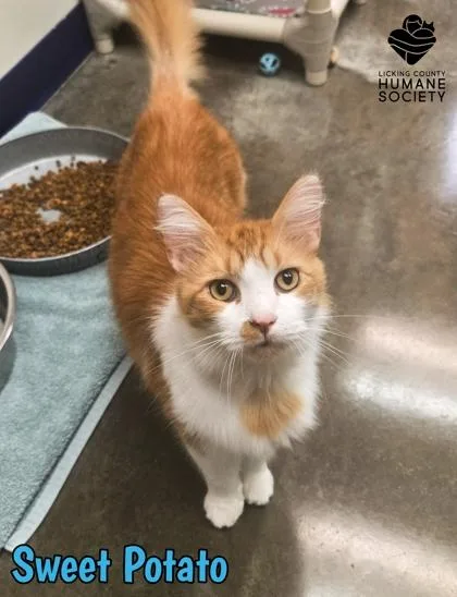 An adult small-sized male Domestic Medium Hair cat named Sweet Potato for adoption in Heath, OH