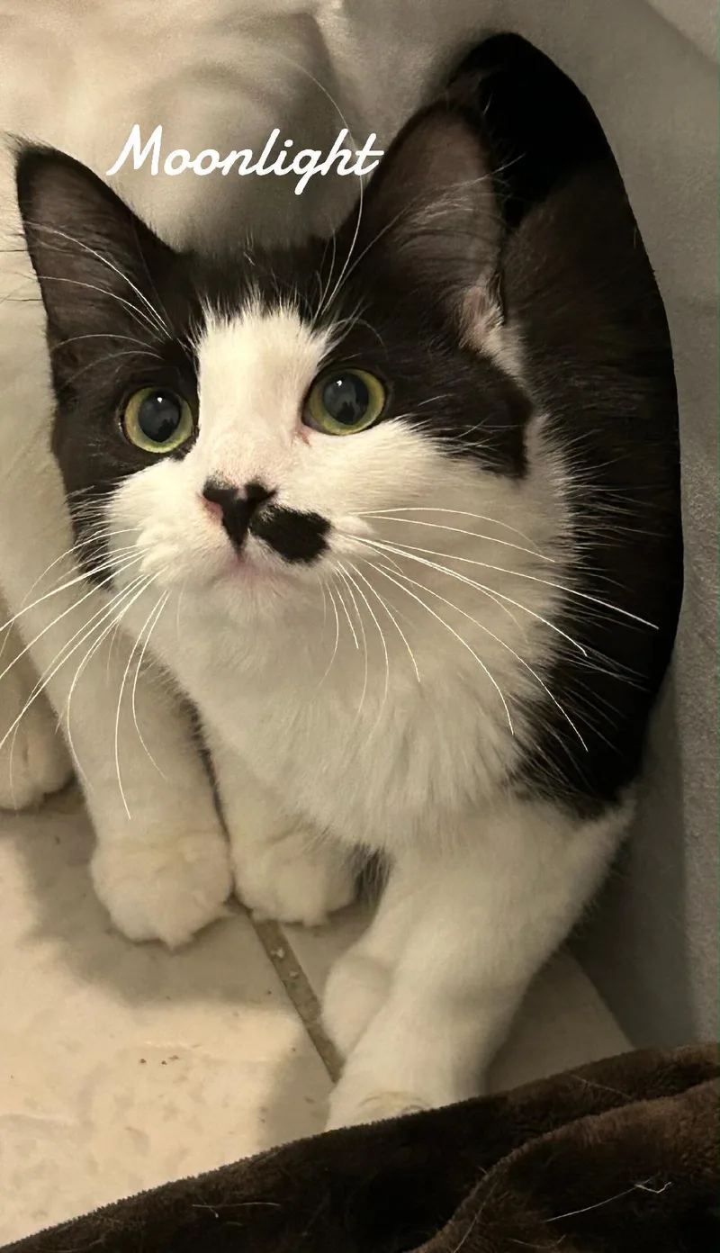 A young medium-sized female Black & White / Tuxedo Domestic Short Hair cat named Moonlight for adoption in Naugatuck, CT