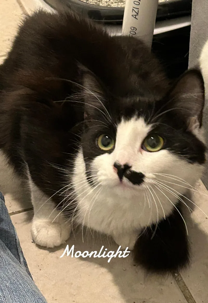 Moonlight thumbnail 2