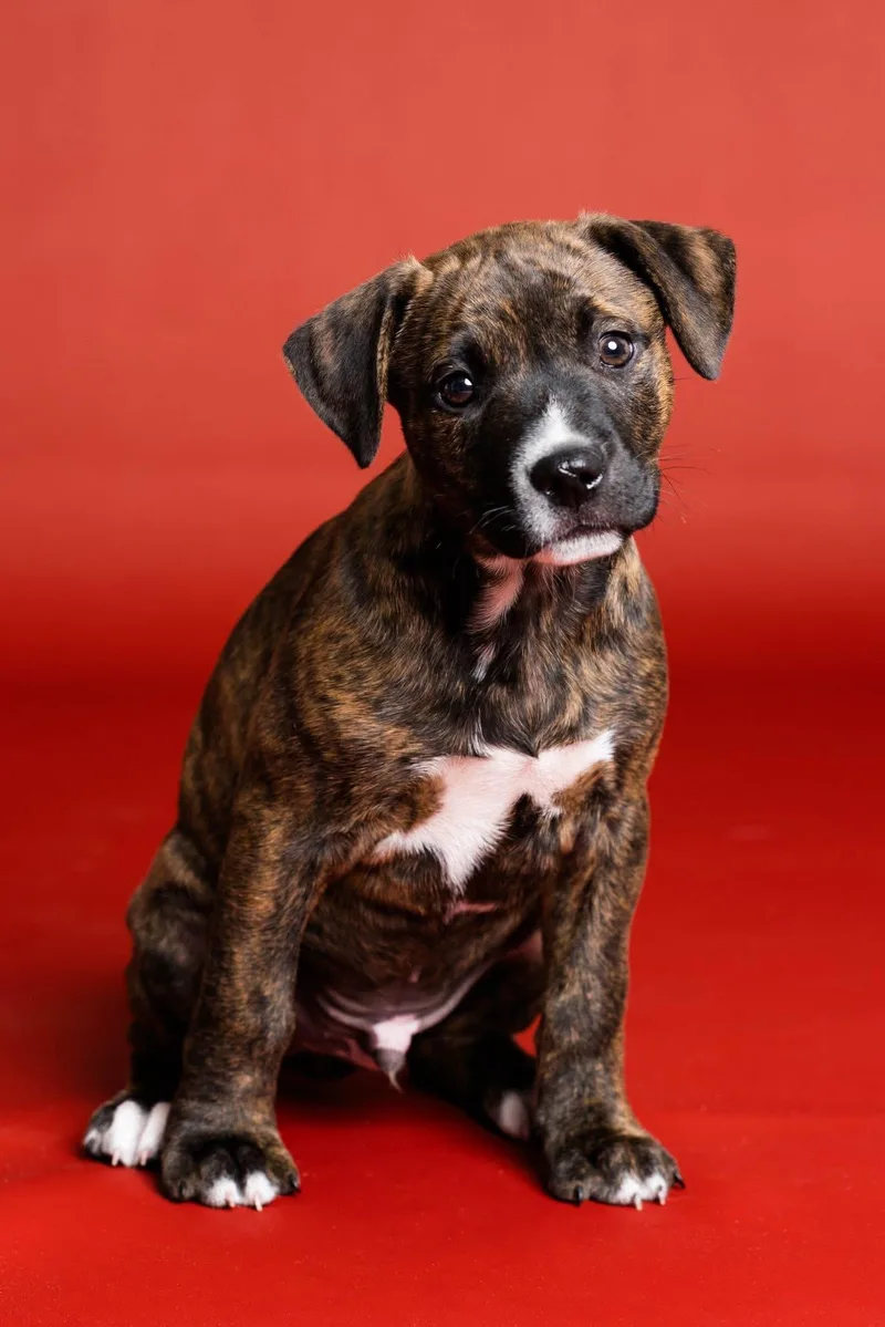 A baby large-sized male Brindle Mixed Breed dog named Murphy for adoption in Toledo, OH