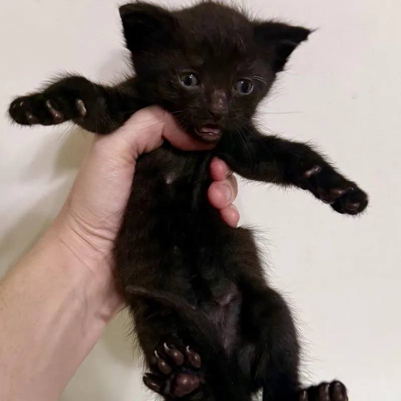 A young small-sized male Black Domestic Short Hair cat named Boba for adoption in Long Beach, CA
