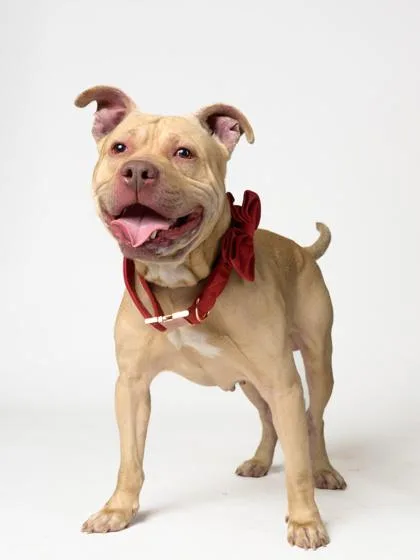 An adult medium-sized male Pit Bull Terrier dog named Minnoe for adoption in Atlanta, GA
