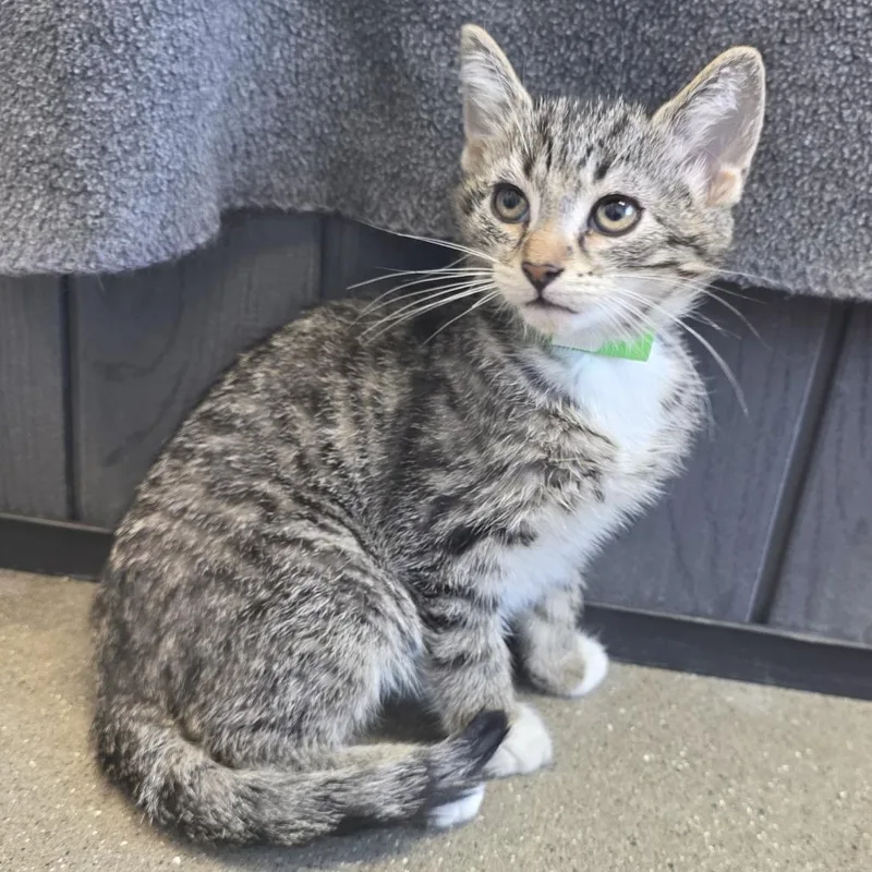 A baby small-sized female Brown / Chocolate Domestic Short Hair cat named Annie for adoption in Fort Wayne, IN