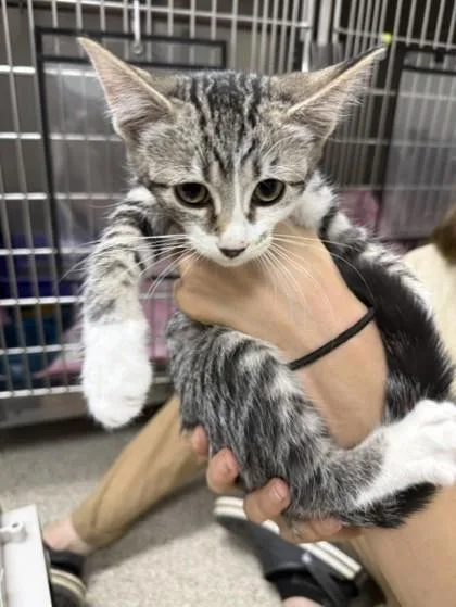 An adult small-sized female Domestic Short Hair cat named Sue for adoption in Conway, AR