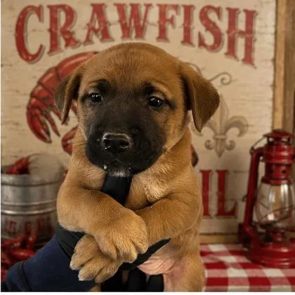 A baby medium-sized female Hound dog named Roux for adoption in West Memphis, AR