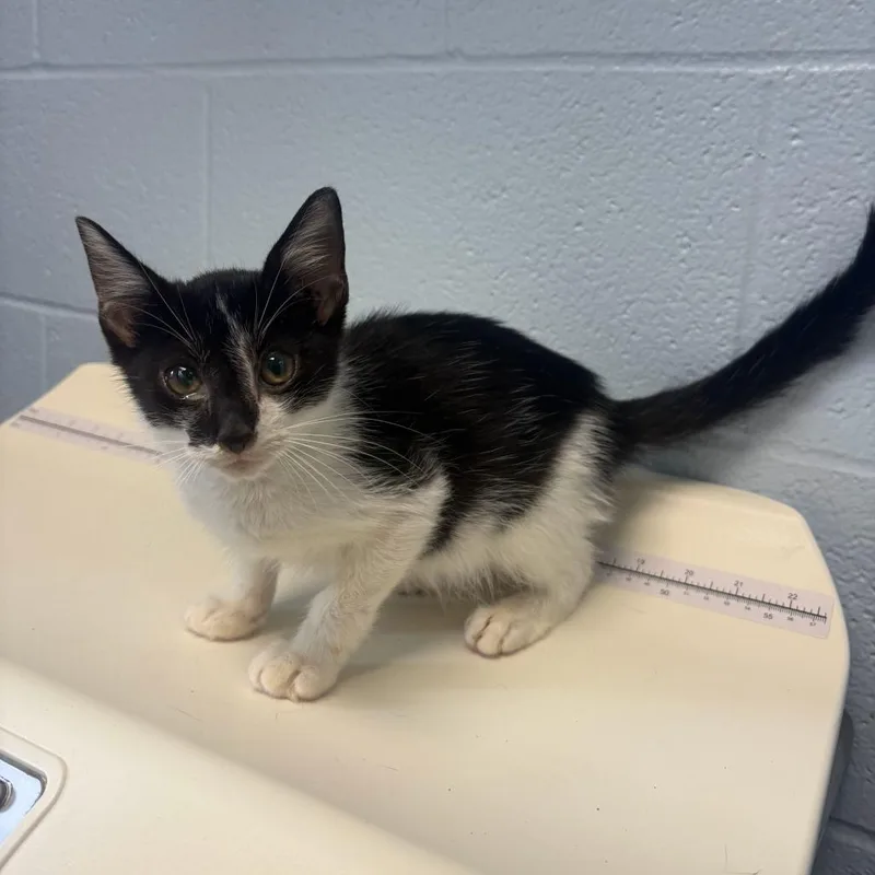 A baby small-sized male Domestic Short Hair cat named Brock for adoption in Carencro, LA