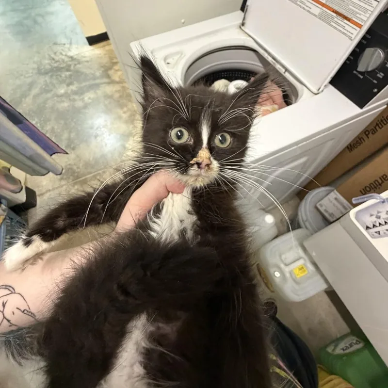 A baby small-sized male Black Domestic Medium Hair cat named Tootsie Roll for adoption in Albert Lea, MN