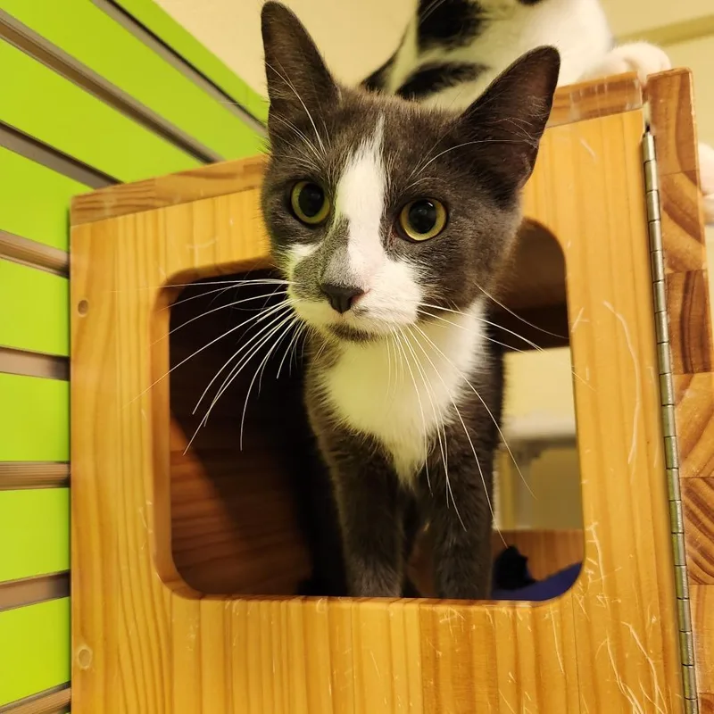 A young medium-sized female Gray / Blue / Silver Domestic Short Hair cat named Brooklyn for adoption in Naples, FL