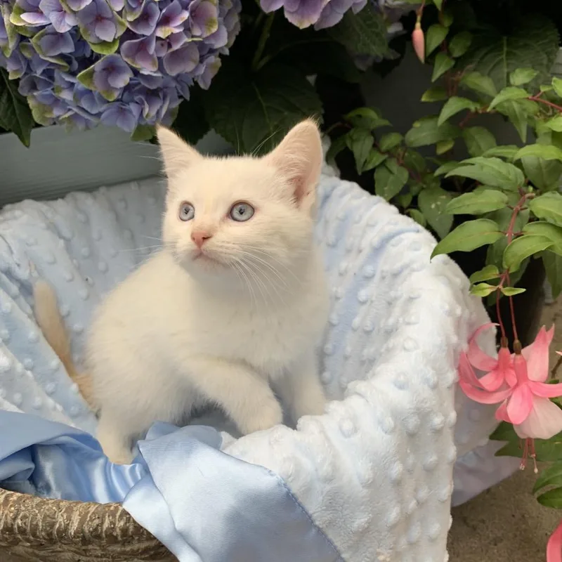 A baby small-sized male White Domestic Short Hair cat named Snowball for adoption in Tustin, CA