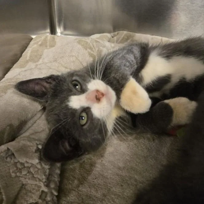 A baby medium-sized female Gray & White Domestic Short Hair cat named Bailey for adoption in Lemoyne, PA