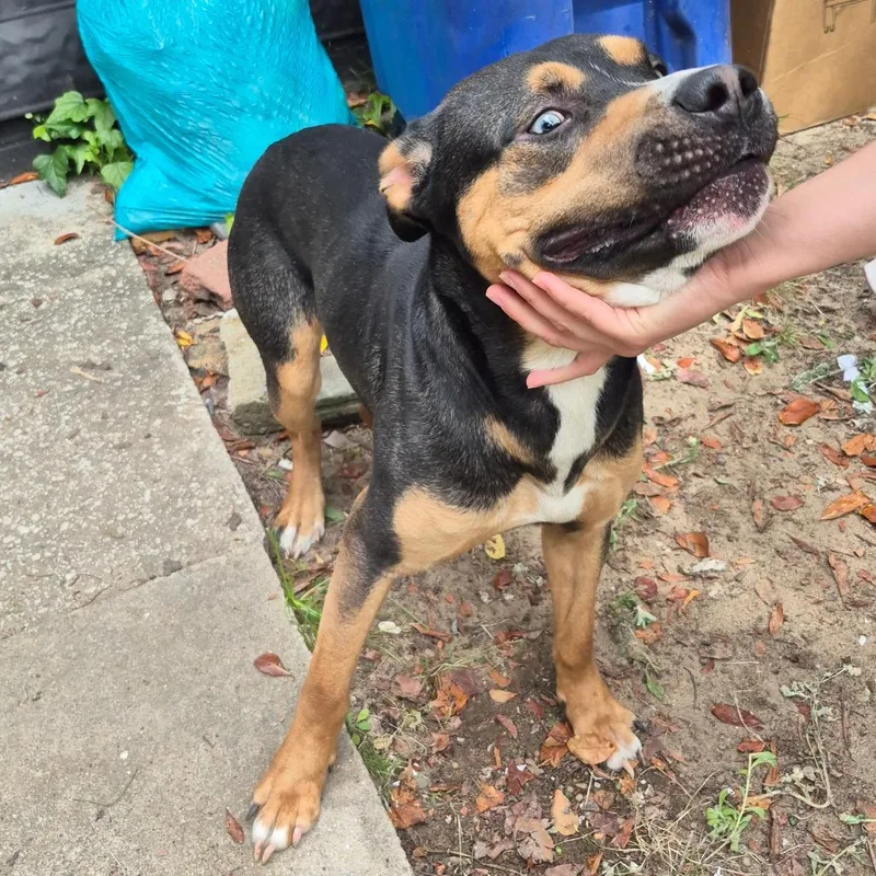 An adult large-sized male Black Mixed Breed dog named Bo for adoption in Columbus, GA