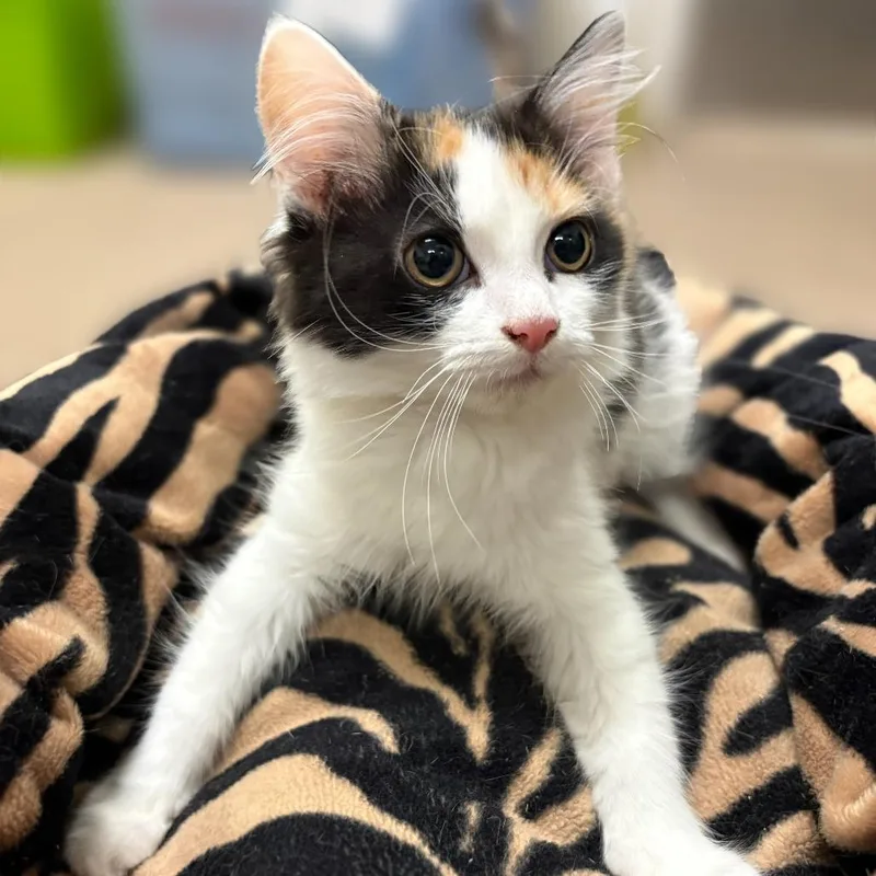 A baby small-sized female Calico Domestic Long Hair cat named Syrup for adoption in East Hampton, NY