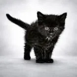 A baby medium-sized female Black Domestic Short Hair cat named Demi for adoption in Portsmouth, OH