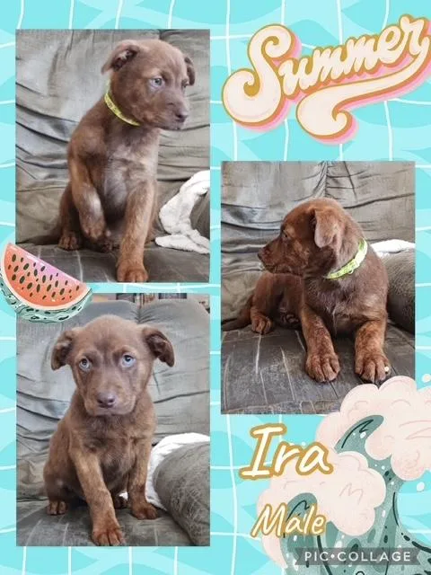 A baby medium-sized male Australian Shepherd dog named Ira for adoption in Manchester, CT