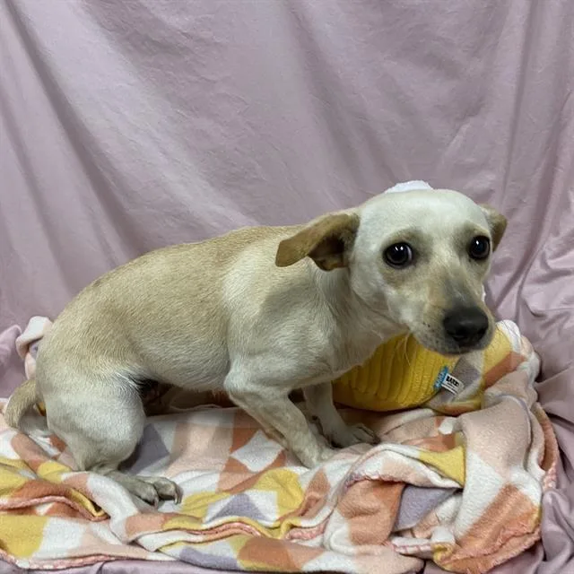 An adult small-sized female Chihuahua dog named Flora for adoption in Modesto, CA