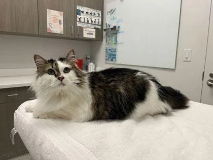 A senior large-sized female Brown / Chocolate Domestic Long Hair cat named Lola for adoption in Kansas City, MO