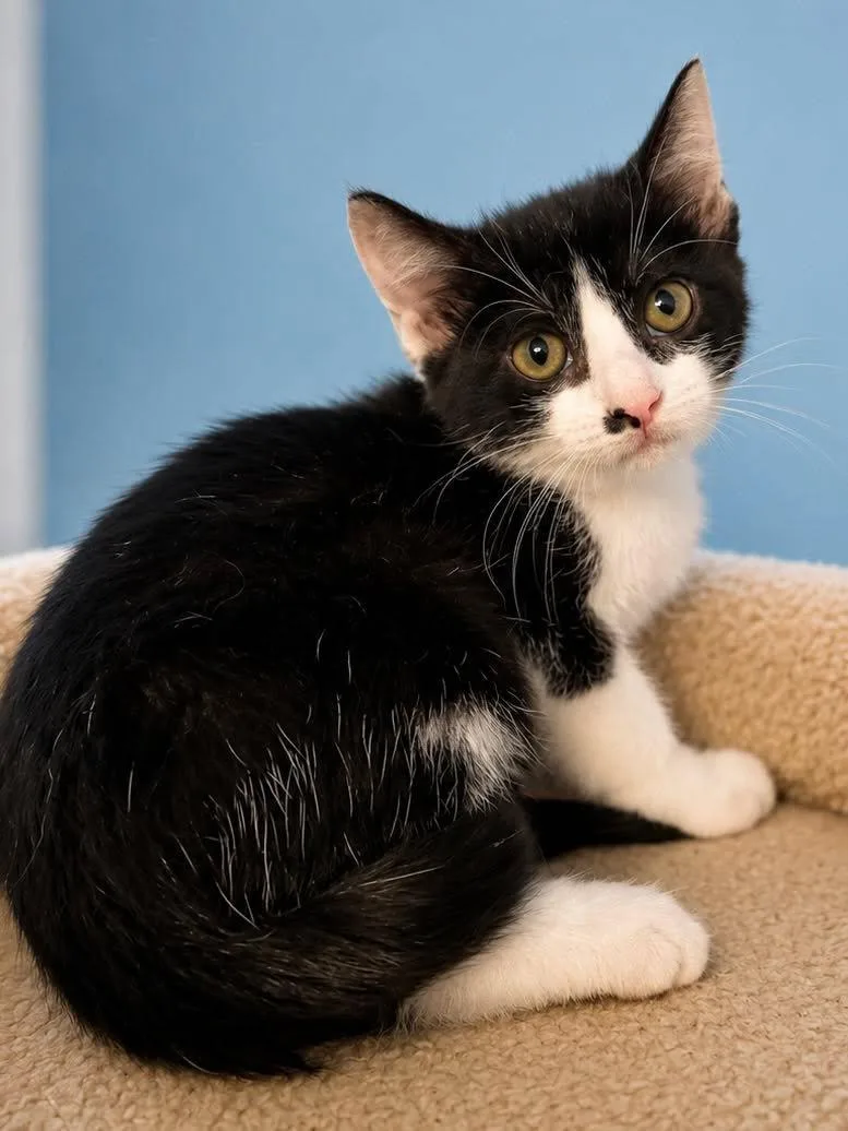 A baby medium-sized female Black & White / Tuxedo Domestic Short Hair cat named Samantha for adoption in Sioux Falls, SD