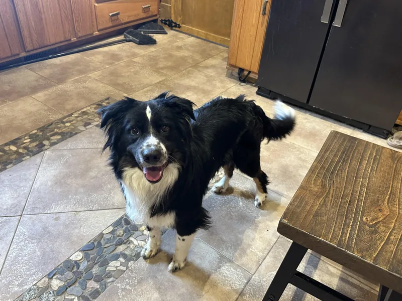 A young medium-sized male Border Collie dog named The Smartest Boy!!! for adoption in Northwood, OH
