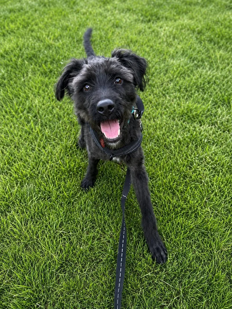 A young small-sized male Schnauzer dog named Sonny Church for adoption in Nashville, TN