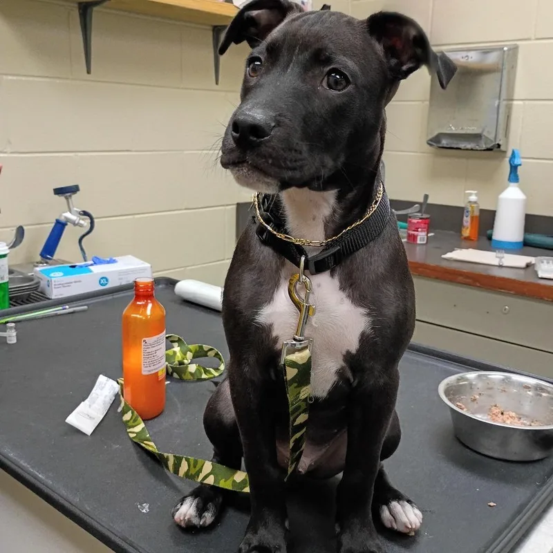 A baby medium-sized male Black Mixed Breed dog named StrayOldCussetaRoad for adoption in Columbus, GA