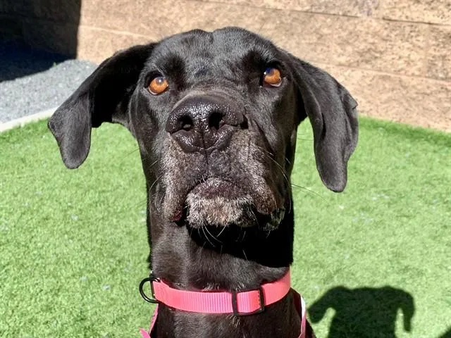 A young medium-sized female Black Great Dane dog named SAVE ME PLEASE Hazel for adoption in San Marcos, CA