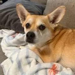 An adult small-sized male Corgi dog named Buster for adoption in Carneys Point, NJ