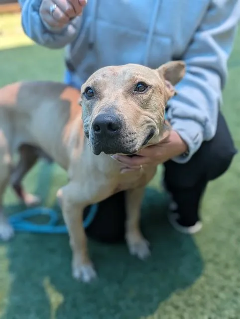 An adult large-sized male Pit Bull Terrier dog named King for adoption in Dallas, TX