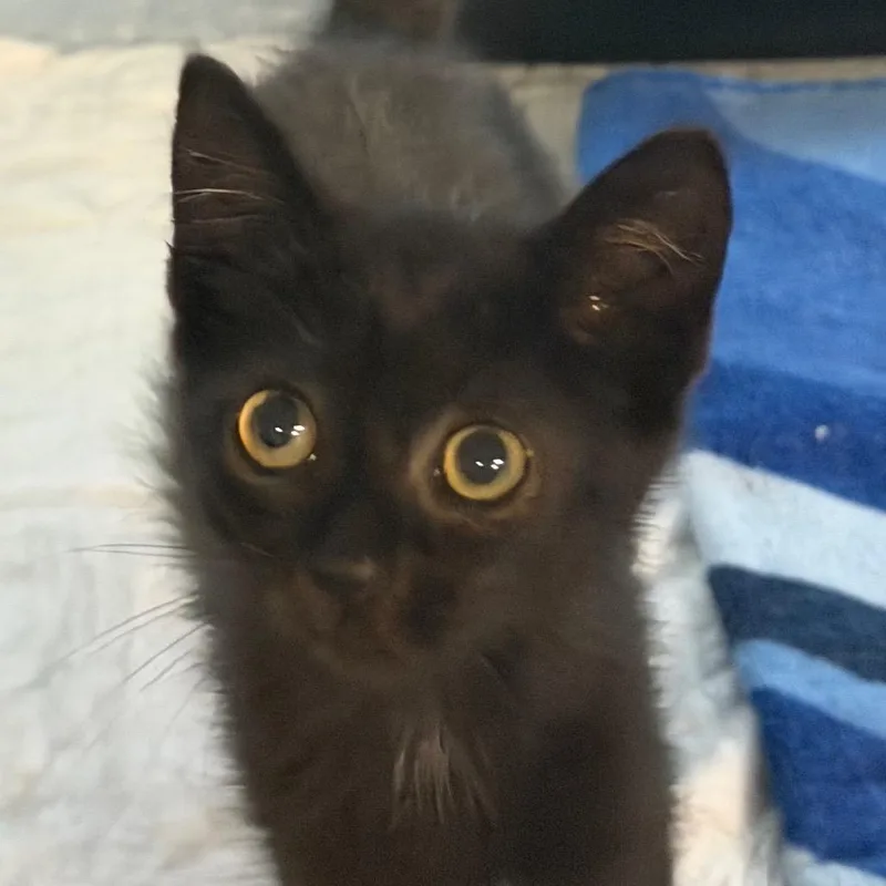 Sabrina
