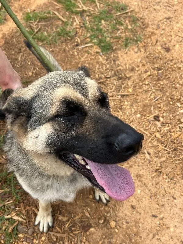An adult large-sized male Tricolor (Brown, Black, & White) German Shepherd Dog dog named Arthur for adoption in Thomasville, AL