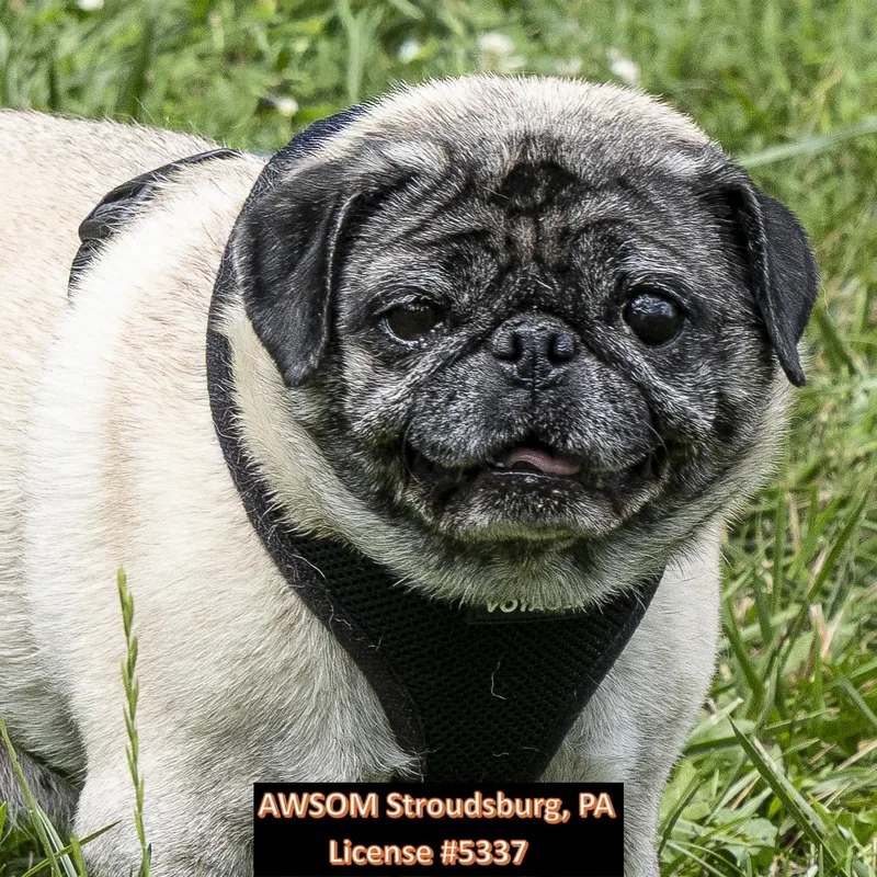 An adult small-sized female Apricot / Beige Pug dog named Lulu Lemon for adoption in Stroudsburg, PA