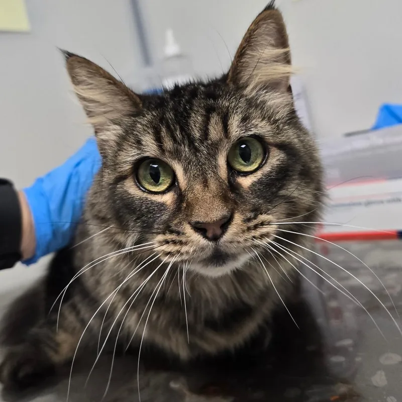 A senior medium-sized female Brown / Chocolate Domestic Long Hair cat named Bailey for adoption in Concord, NC