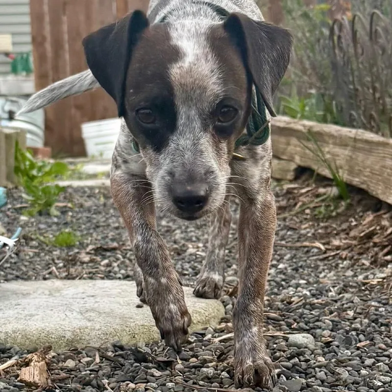 An adult small-sized female Brown / Chocolate Terrier dog named Oreo for adoption in Bellingham, WA