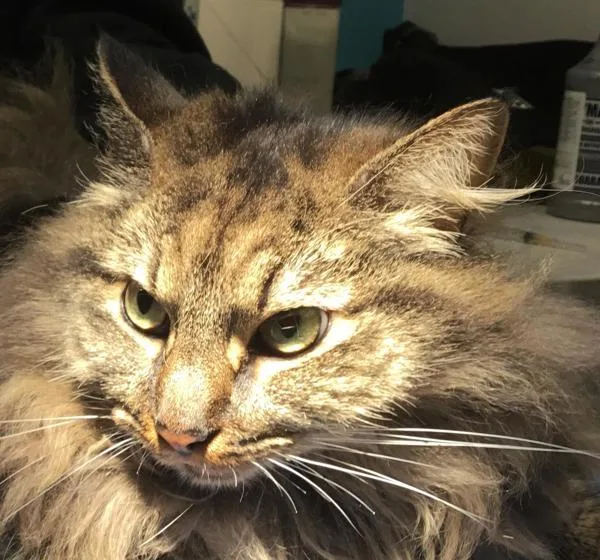 A senior medium-sized female Domestic Long Hair cat named Shiloh for adoption in Escondido, CA