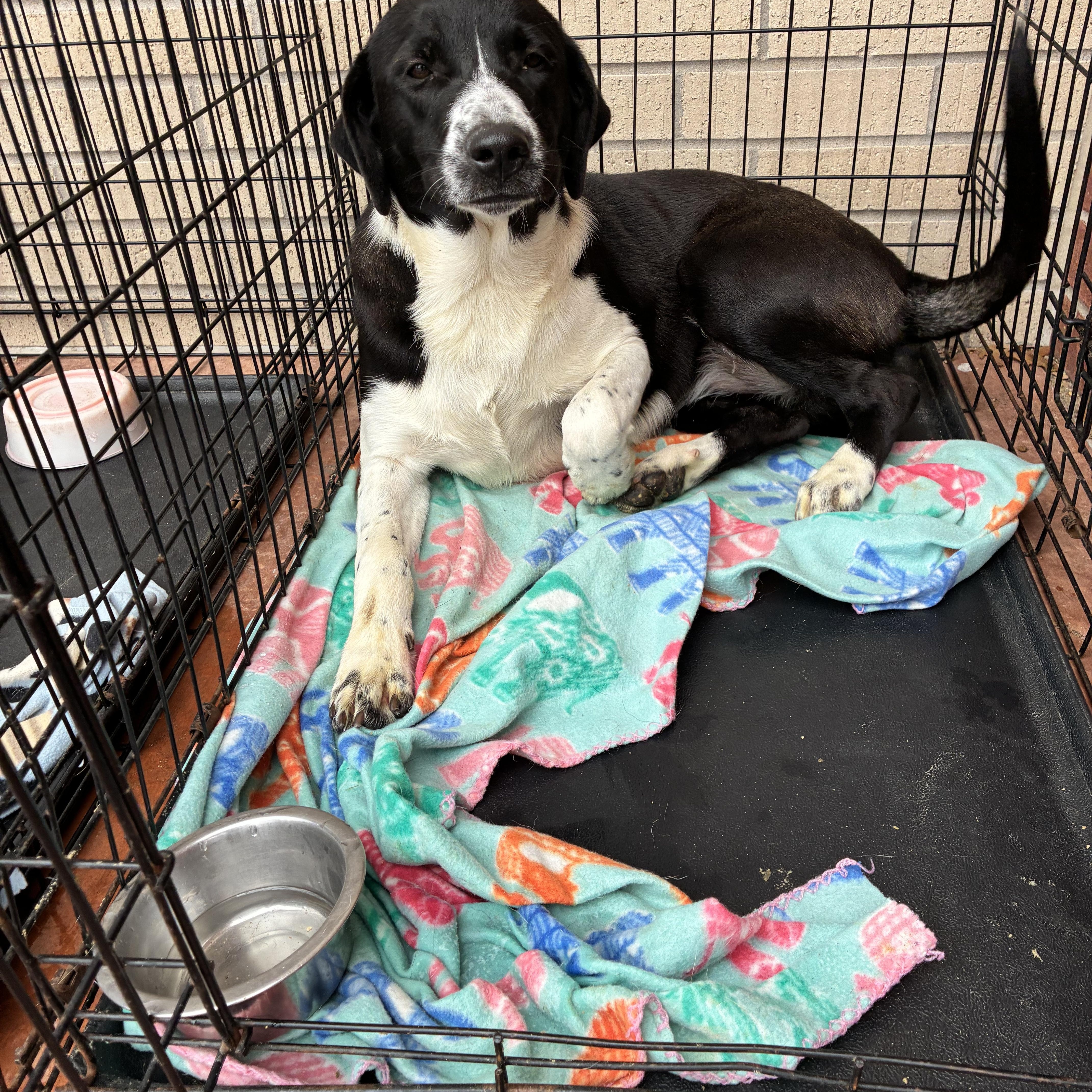 Lavender thumbnail 2