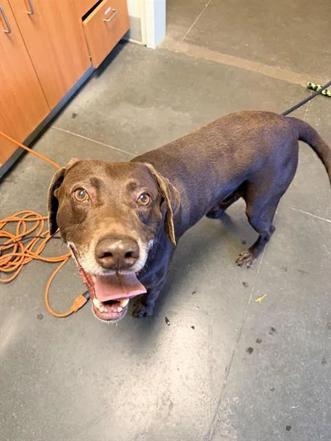 An adult large-sized male Labrador Retriever dog named Dash for adoption in Santa Cruz, CA