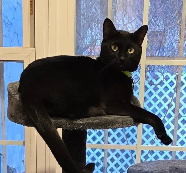 An adult large-sized male Domestic Short Hair cat named Riddler for adoption in Ridgewood, NY