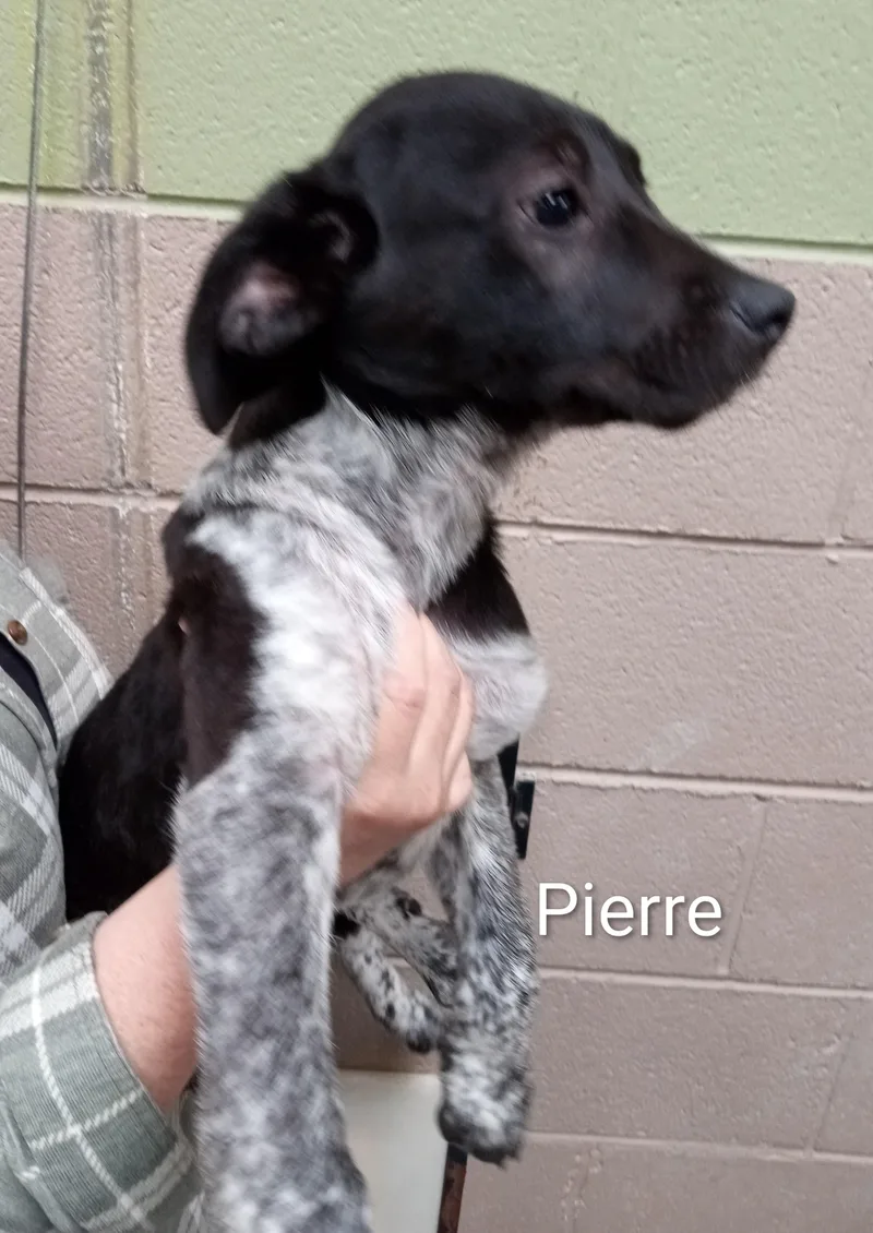 Pierre