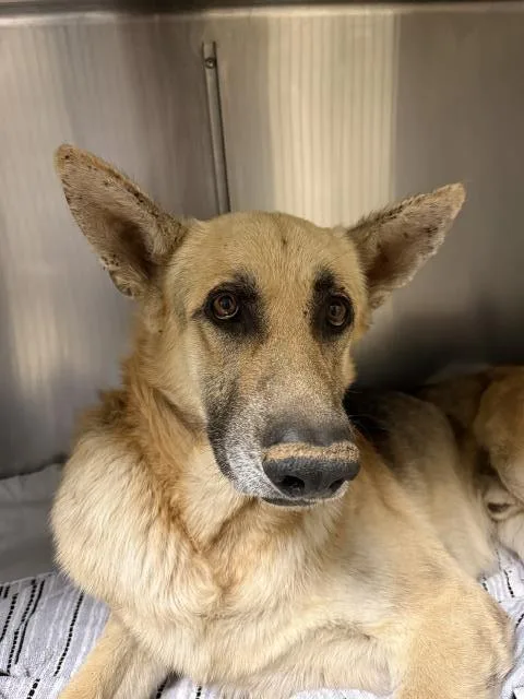 An adult large-sized male German Shepherd Dog dog named Milo for adoption in Riverside, CA