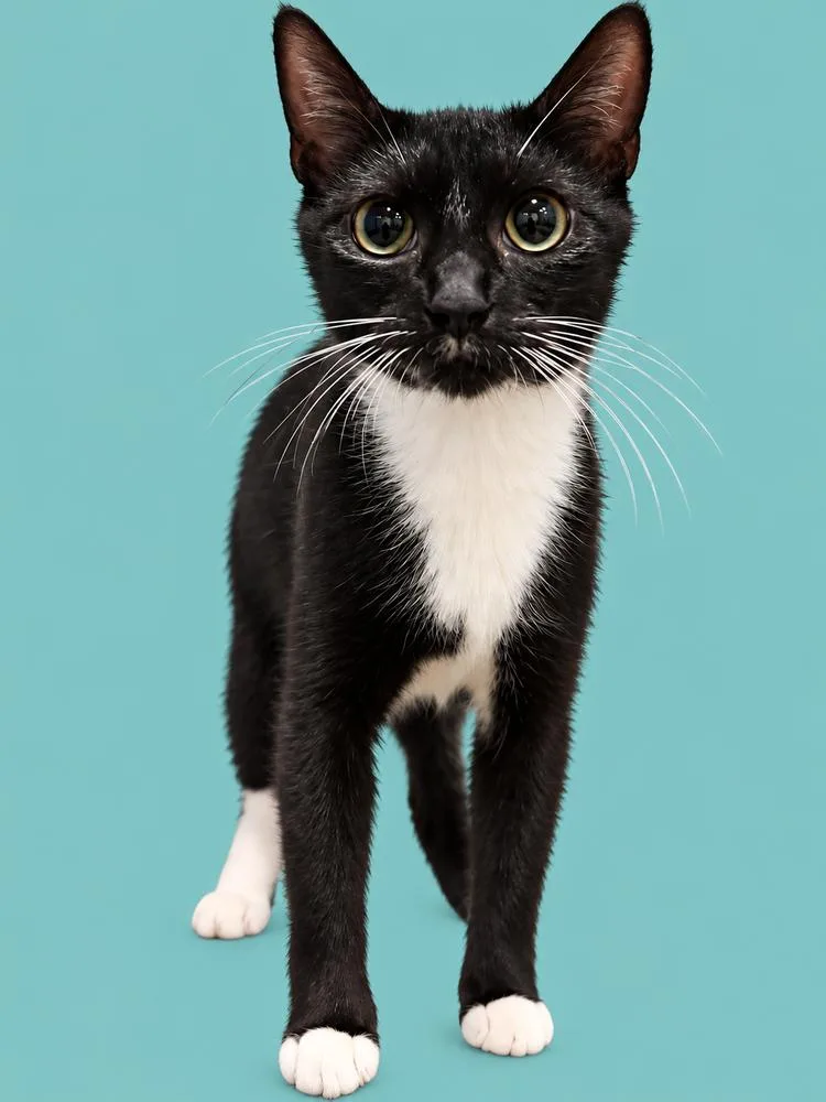 An adult small-sized female Black & White / Tuxedo Domestic Short Hair cat named Melody for adoption in Emerald Isle, NC