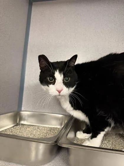 A senior large-sized male Black & White / Tuxedo Domestic Short Hair cat named Zander for adoption in Canon City, CO