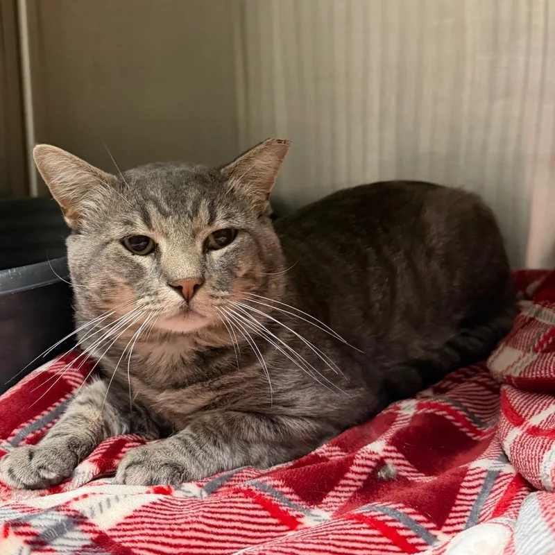 An adult small-sized male Gray / Blue / Silver Domestic Short Hair cat named Achilles for adoption in Cody, WY