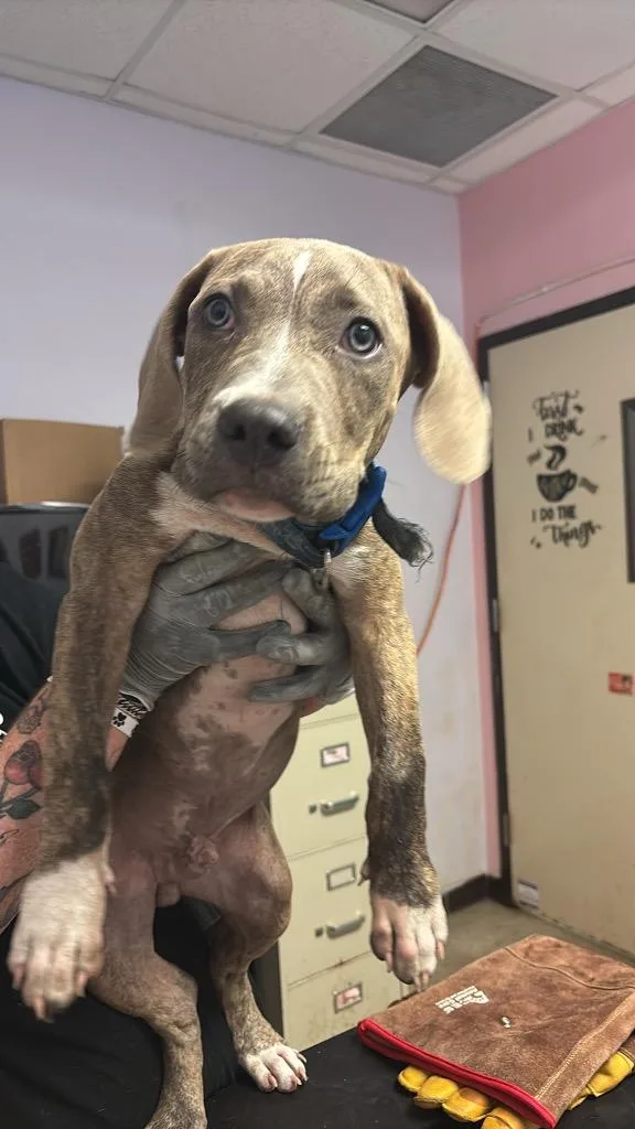 A baby medium-sized male American Staffordshire Terrier dog named Rocky for adoption in New Braunfels, TX