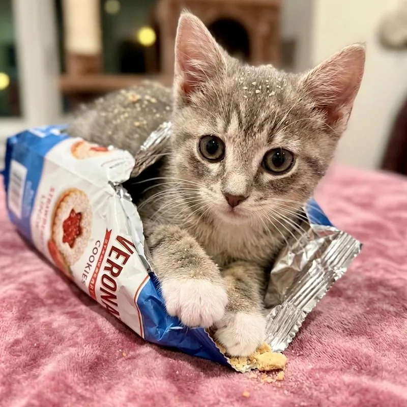 A baby small-sized female Gray / Blue / Silver Domestic Short Hair cat named Verona for adoption in Bayside, NY