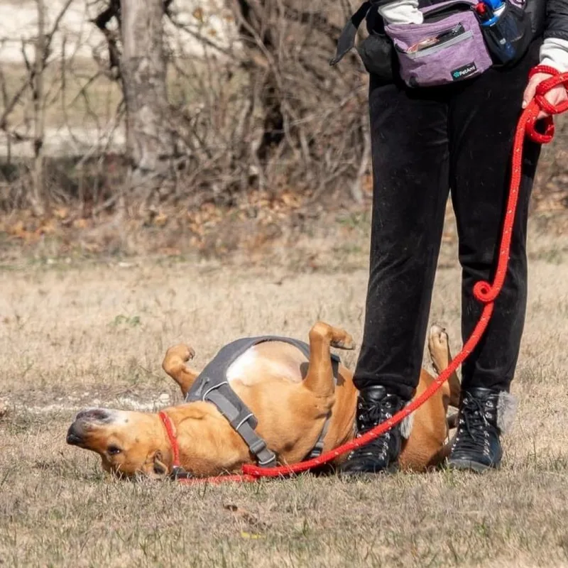 Clara Holiday thumbnail 5