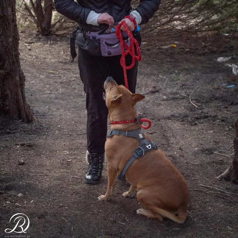 Clara Holiday thumbnail 6