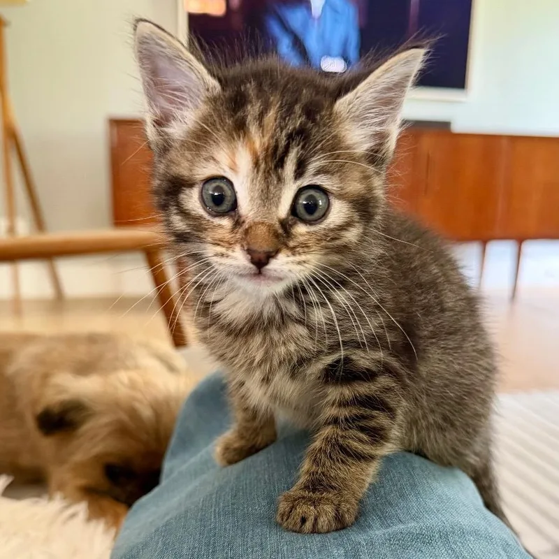 A baby small-sized female Brown / Chocolate Domestic Short Hair cat named Voldemorta for adoption in Austin, TX