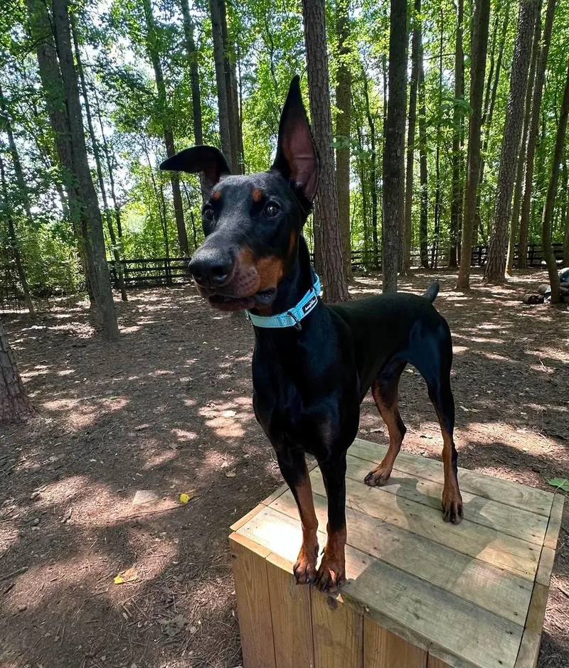 A young large-sized male Doberman Pinscher dog named Banner for adoption in Matthews, NC